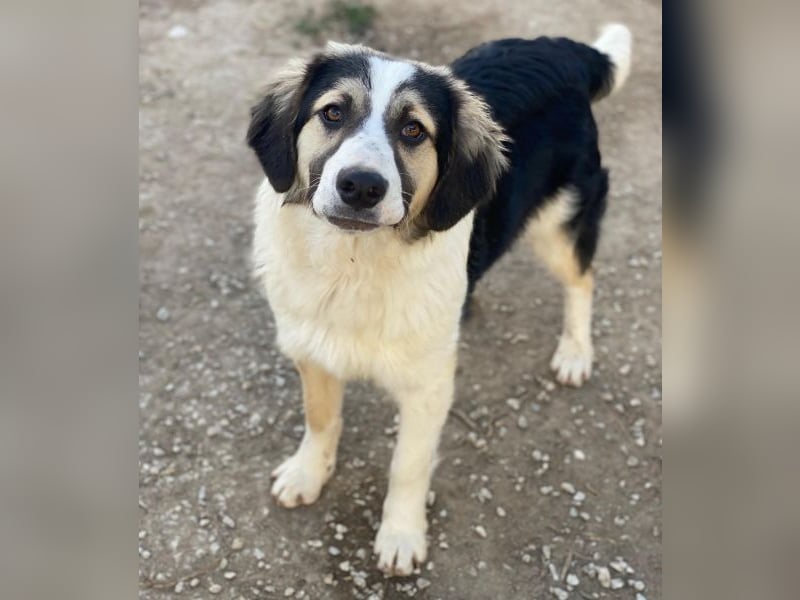 Rhydan, geb. ca.09/2025, lebt in GRIECHENLAND, im städt. Tierheim Serres