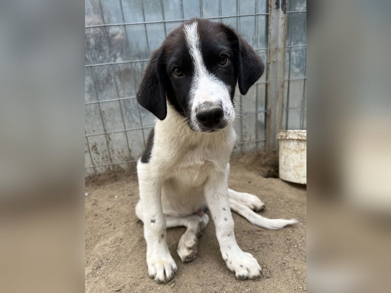 Sandor, geb. ca. 05/2024, lebt in GRIECHENLAND, auf einer privaten Pflegestelle