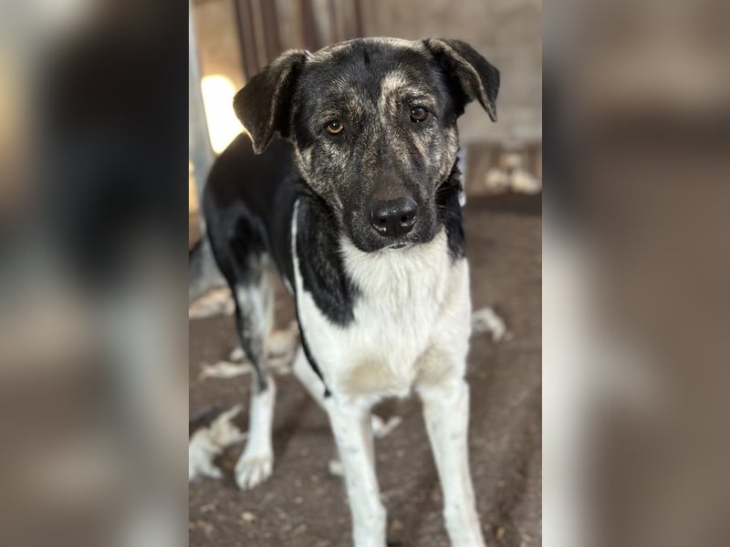 Kaiser, geb. ca. 12/2023, lebt in GRIECHENLAND, auf einem Gelände, Hunde werden notdürftig versorgt