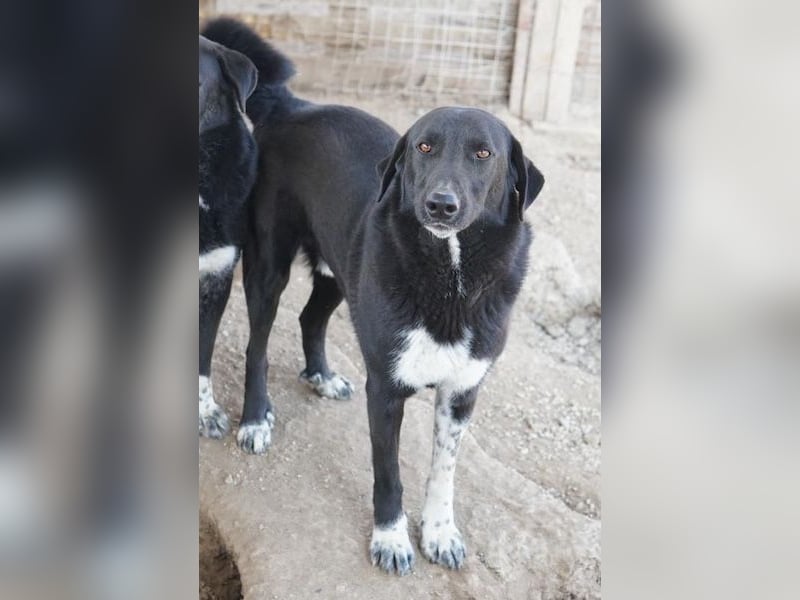 Frizelbliz, geb. ca. 03/2021, lebt in GRIECHENLAND, im städt. Tierheim Serres