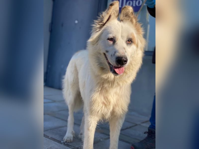 Hope, geb. ca. 03/2024, lebt in GRIECHENLAND, im städt. Tierheim Serres