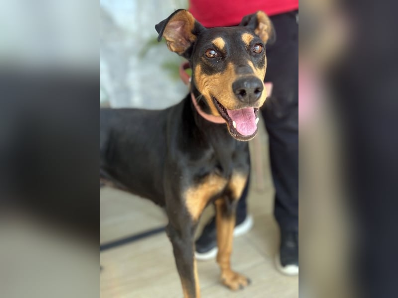 Rachel, geb. ca. 05/2020, lebt in GRIECHENLAND, auf einer privaten Pflegestelle