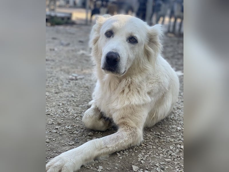 Kankara, geb. ca. 02/2022, lebt in GRIECHENLAND, im städt. Tierheim Serres