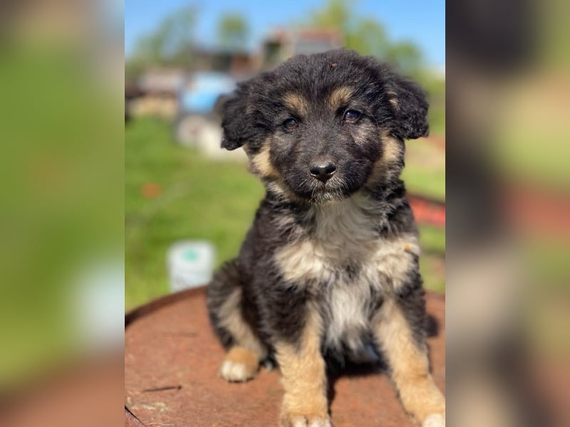 Sirius Black, geb. ca. 12/2023, lebt in GRIECHENLAND, im städt. Tierheim Serres