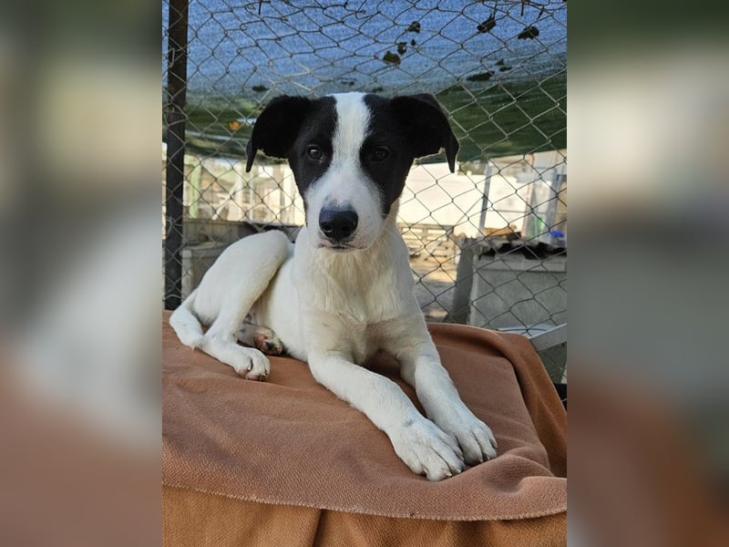Capper, geb. ca. 06/2024, lebt in GRIECHENLAND, im städt. Tierheim Serres