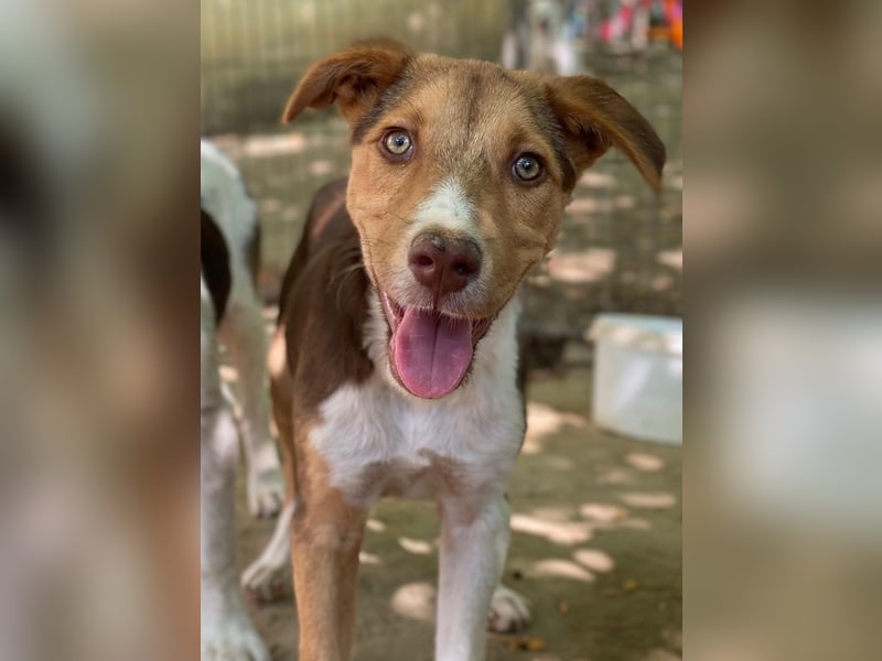 Hardo, geb. ca. 01/2025, lebt in GRIECHENLAND, auf einer privaten Pflegestelle