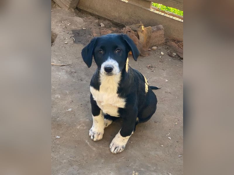 Pinot Noir, geb. ca. 08/2025, lebt in GRIECHENLAND, auf einer privaten Pflegestelle