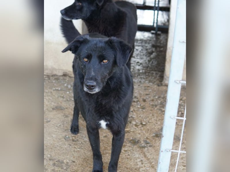 Dakar, geb. ca. 01/2019, lebt in GRIECHENLAND, im städt. Tierheim Serres