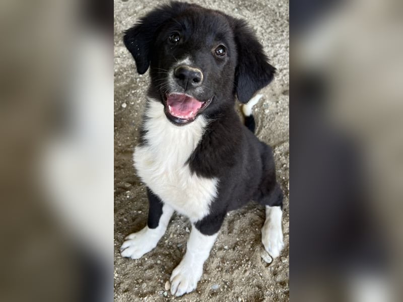 Lotti, geb. ca. 07/2025, lebt in GRIECHENLAND, auf einer privaten Pflegestelle