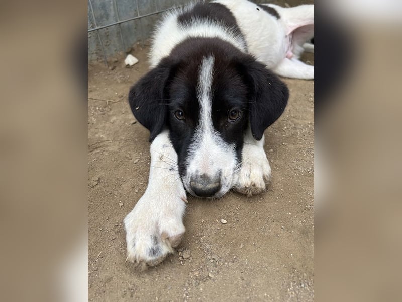 Sandor, geb. ca. 05/2024, lebt in GRIECHENLAND, auf einer privaten Pflegestelle