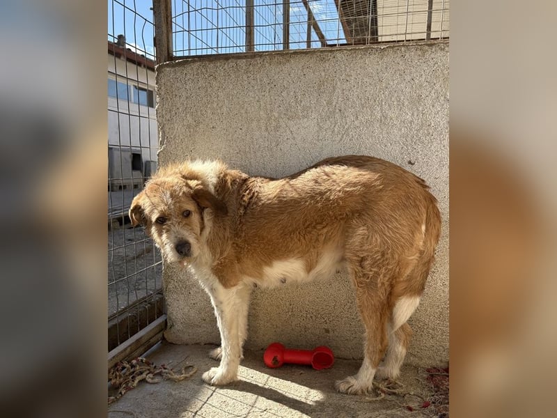 Yennefer, geb. ca. 05/2024, lebt in GRIECHENLAND, im städt. Tierheim Serres