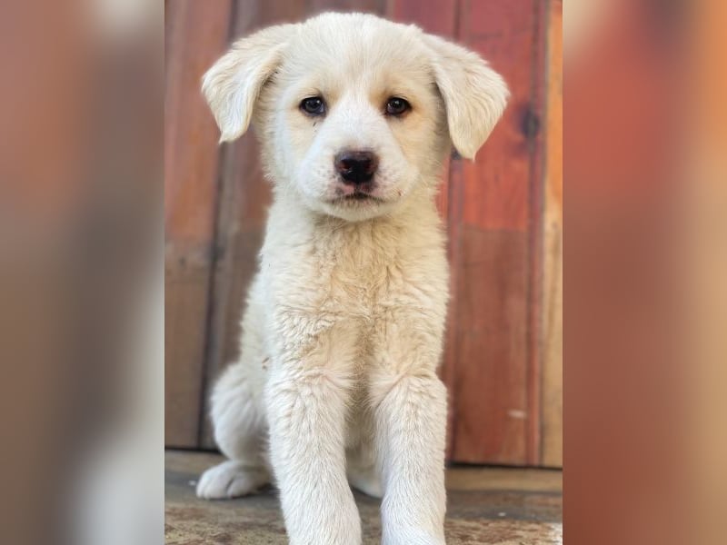 Nacho, geb. ca. 03/2026, lebt in GRIECHENLAND, auf einer privaten Pflegestelle