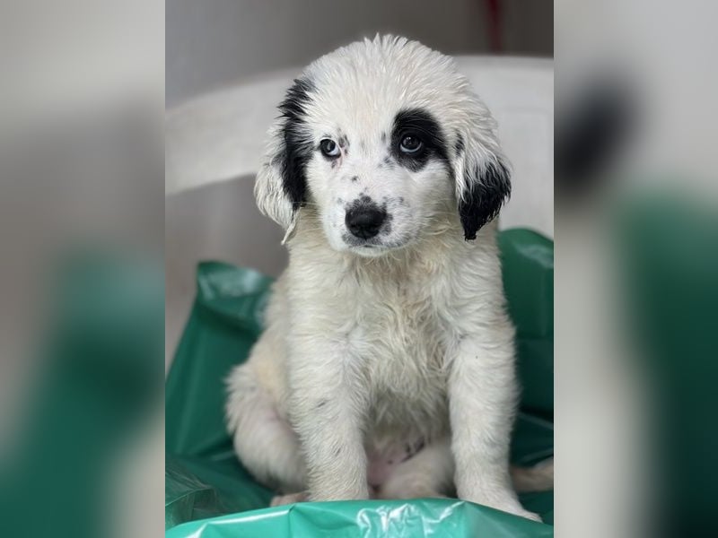 Binx, geb. ca. 02/2026, lebt in GRIECHENLAND, im städt. Tierheim Serres