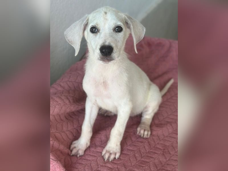 Lily, geb. ca. 05/2026, lebt in GRIECHENLAND, im städt. Tierheim Serres