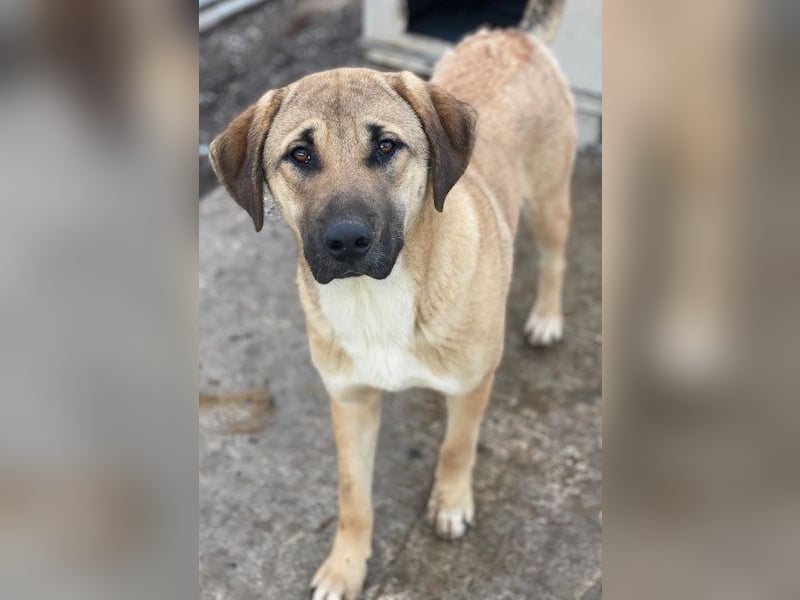 Zira, geb. ca. 02/2025, lebt in GRIECHENLAND, auf einer privaten Pflegestelle