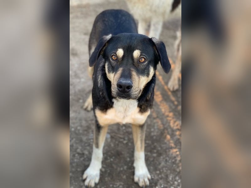 Bibi, geb. ca. 05/2023, lebt in GRIECHENLAND, im städt. Tierheim Serres