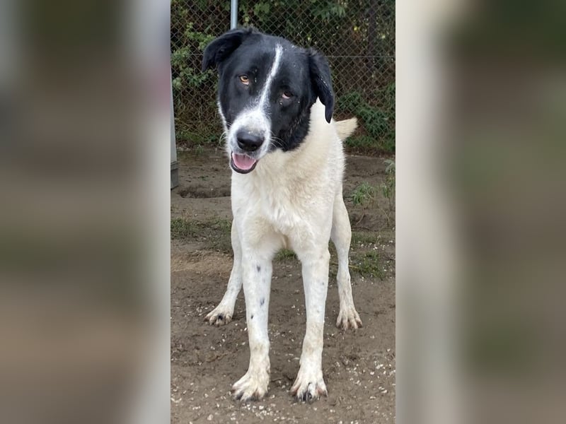 Kastor, geb. 01/2019, lebt in GRIECHENLAND, im städt. Tierheim Serres