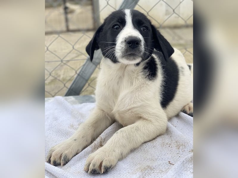 Fedra, geb. ca. 01/2024, lebt in GRIECHENLAND, im städt. Tierheim Serres