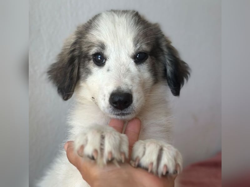 Paloma, geb. ca. 05/2026, lebt in GRIECHENLAND, im städt. Tierheim Serres