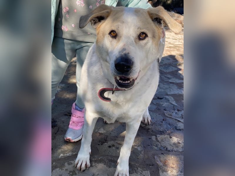 Rango, geb. ca. 01/2020, lebt in GRIECHENLAND, auf einer privaten Pflegestelle