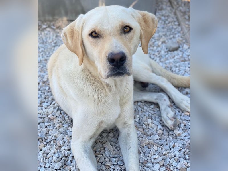 Boq, geb. ca. 07/2023, lebt in GRIECHENLAND, im städt. Tierheim Serres