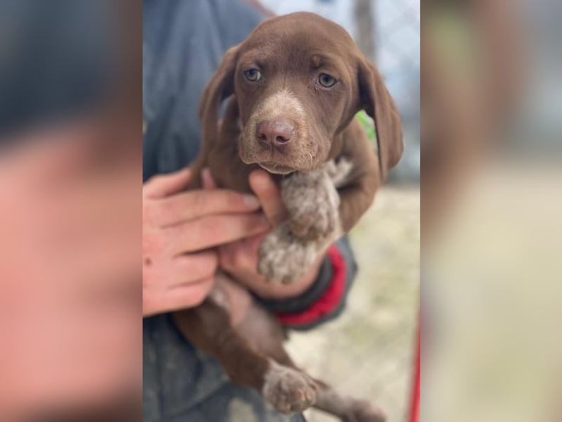 Castanea, geb. ca. 11/2025, lebt in GRIECHENLAND, auf einer privaten Pflegestelle