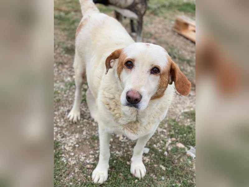 Lucero, geb. ca. 04/2016, lebt in GRIECHENLAND, im städt. Tierheim Serres