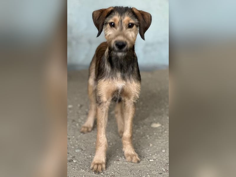 Woody, geb. ca. 02/2026, lebt in GRIECHENLAND, im städt. Tierheim Serres