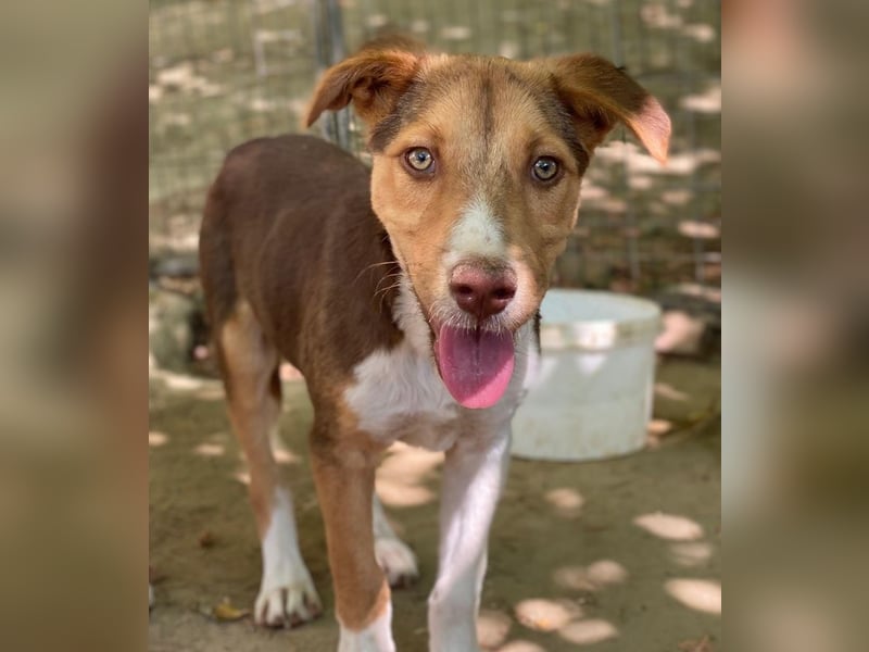 Hardo, geb. ca. 01/2025, lebt in GRIECHENLAND, auf einer privaten Pflegestelle