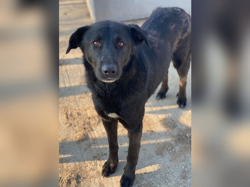 Gimpo, geb. ca. 03/2024, lebt in GRIECHENLAND, im städt. Tierheim Serres