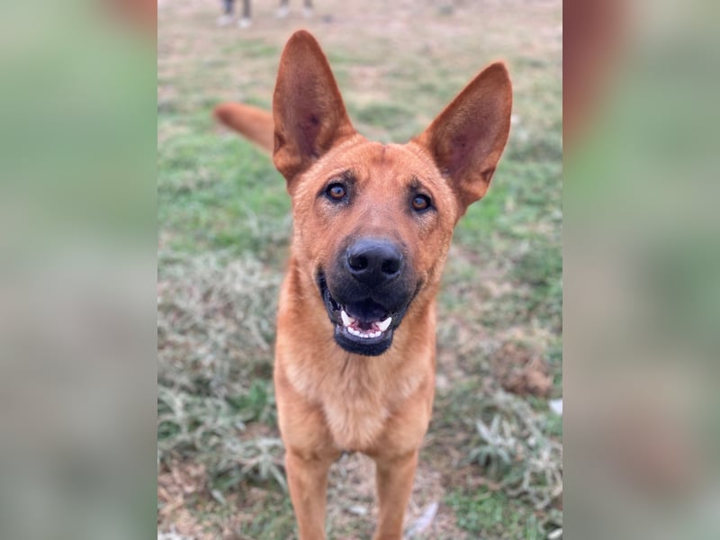 Zylo, geb. ca. 10/2024, lebt in GRIECHENLAND, im städt. Tierheim Serres