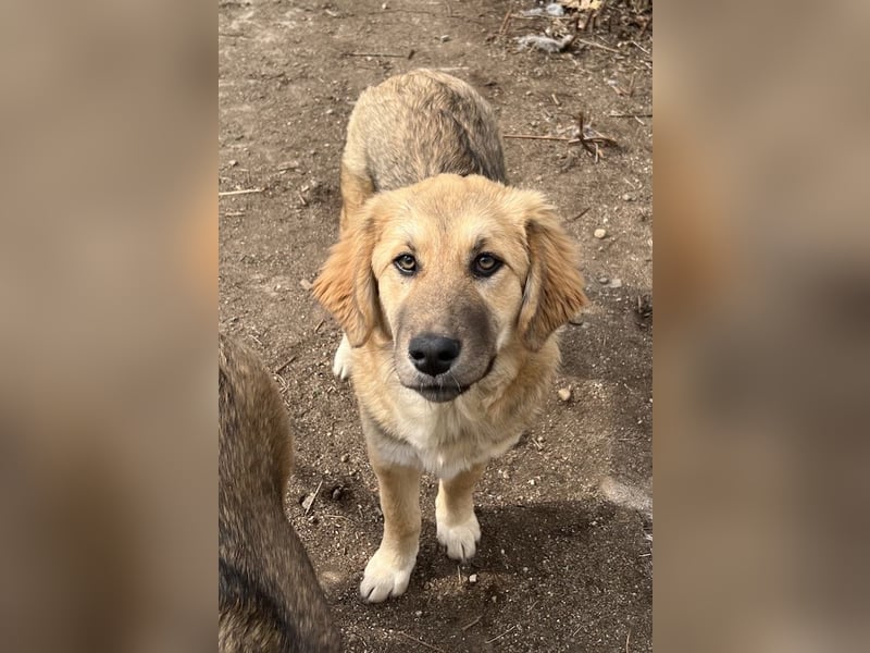 Luana, geb. ca. 10/2023, lebt in GRIECHENLAND, auf einem Gelände, Hunde werden notdürftig versorgt