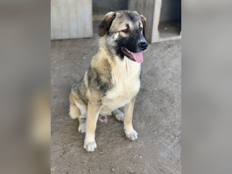 Davio, geb. ca. 06/2023, lebt in GRIECHENLAND, im städt. Tierheim Serres