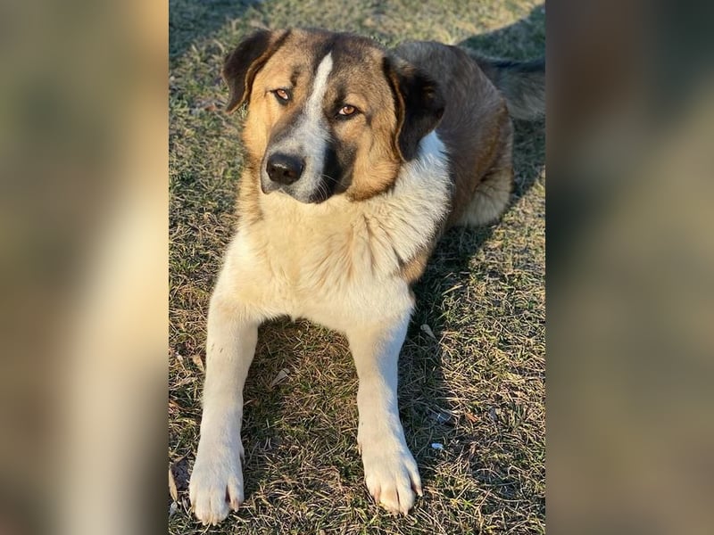 Anxton, geb. ca. 02/2022, lebt in GRIECHENLAND, im städt. Tierheim Serres