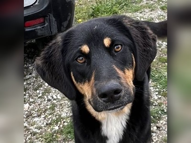 Letti, geb. ca. 05/2024, lebt in GRIECHENLAND, auf einem Gelände, wird notdürftig versorgt