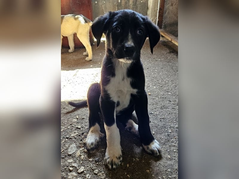 Fleur, geb. ca. 02/2025, lebt in GRIECHENLAND, auf einer privaten Pflegestelle