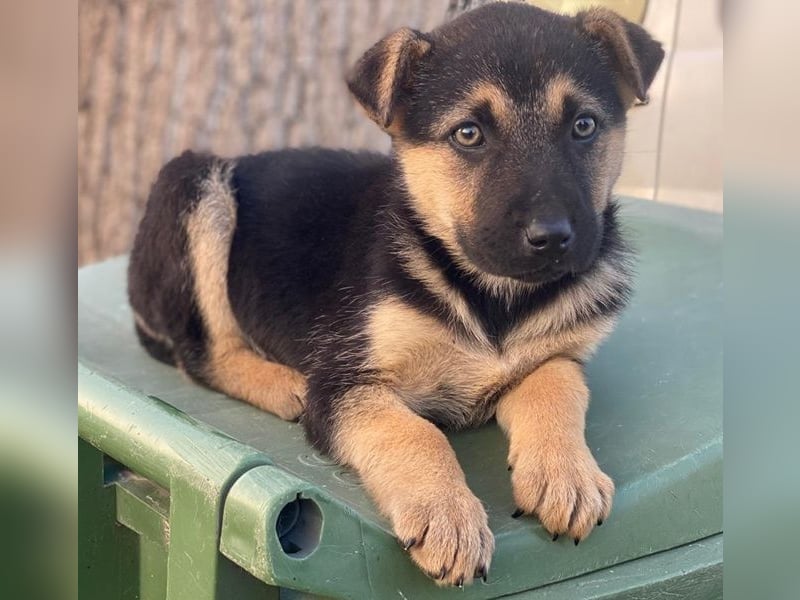 Heidi, geb. ca. 12/2025, lebt in GRIECHENLAND, auf einer privaten Pflegestelle