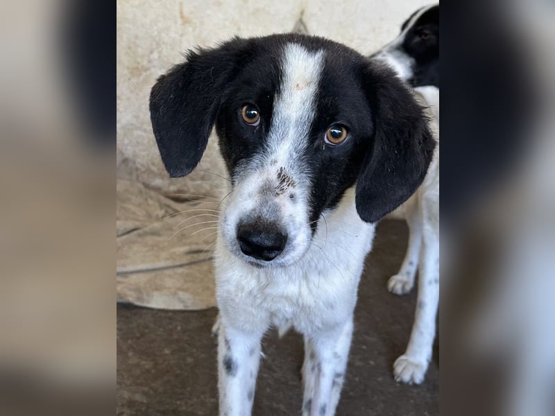 Amora, geb. ca. 03/2024, lebt in GRIECHENLAND, auf einer privaten Pflegestelle