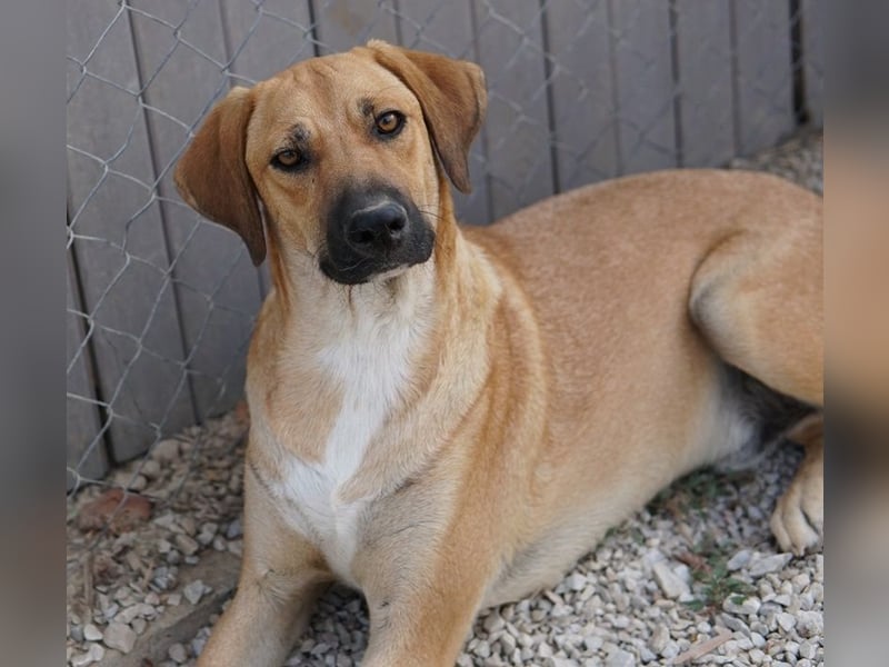 Bardo, geb. ca. 09/2023, lebt in GRIECHENLAND, im städt. Tierheim Serres