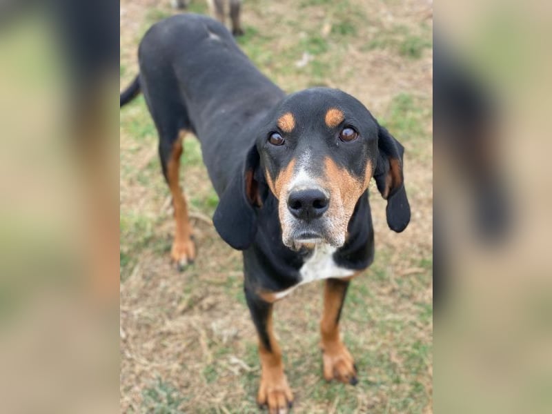 Joker, geb. ca. 11/2021, lebt in GRIECHENLAND, im städt. Tierheim Serres Joker, geb. ca. 11/2021, lebt in GRIECHENLAND, im städt. Tierheim Serres