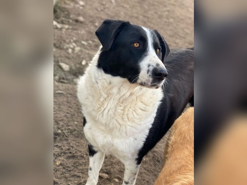 Franka, geb. ca. 06/2019, lebt in GRIECHENLAND, im städt. Tierheim Serres