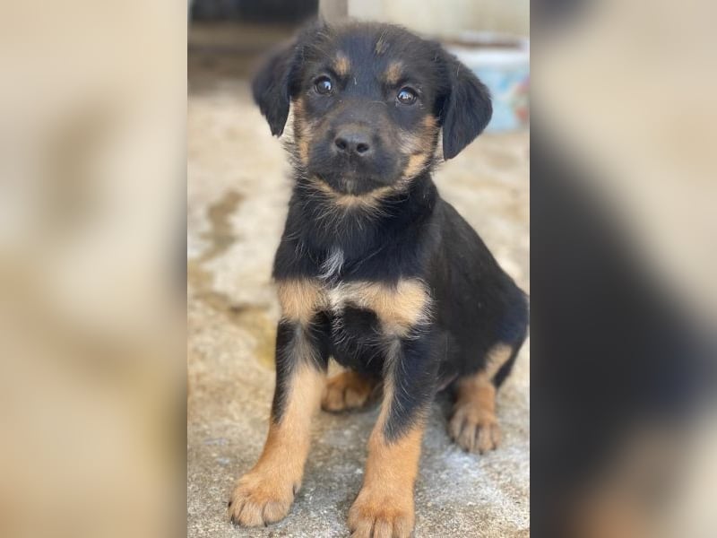 Namari, geb. ca. 02/2026, lebt in GRIECHENLAND, im städt. Tierheim Serres