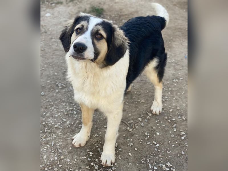 Rhydan, geb. ca.09/2025, lebt in GRIECHENLAND, im städt. Tierheim Serres