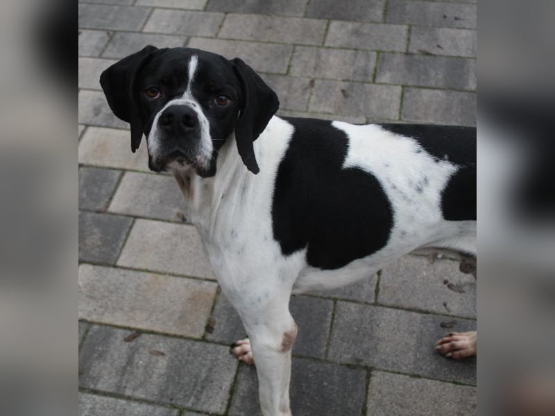 Attila, geb. ca. 08/2024, lebt auf einer Pflegestelle in 67735 Mehlbach