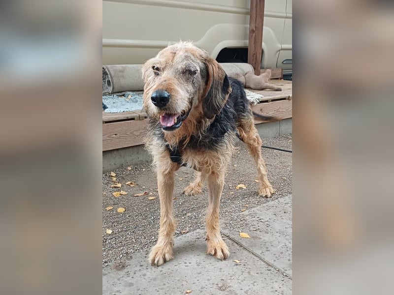 Yasko, geb. ca. 11/2022, lebt auf einer Pflegestelle in 44649 Herne