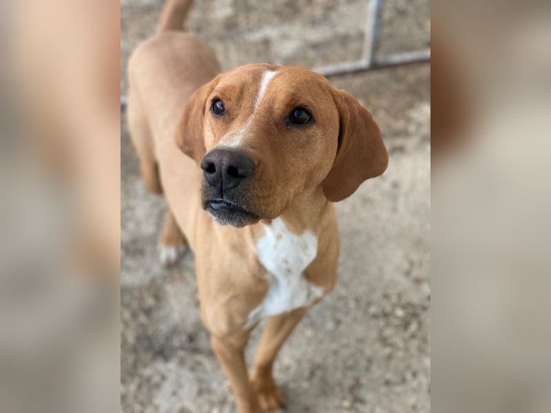 Olli, geb. ca. 11/2022, lebt in GRIECHENLAND, auf einer privaten Pflegestelle