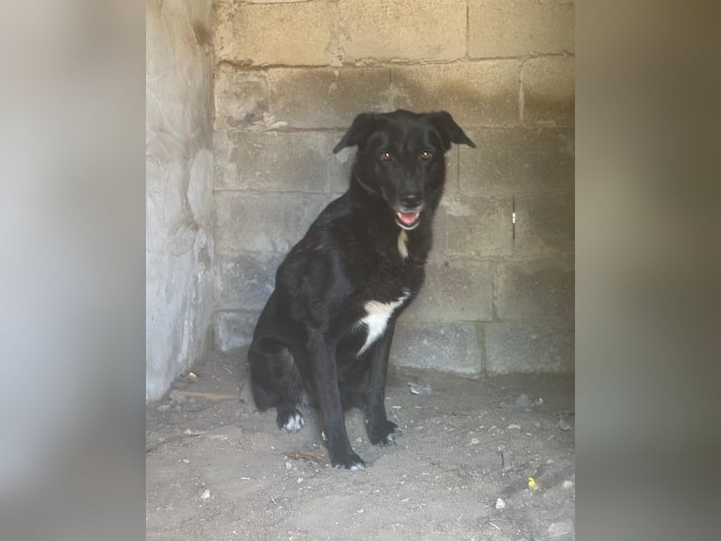 Zuri, geb. ca. 04/2021, lebt in GRIECHENLAND, im städt. Tierheim Serres