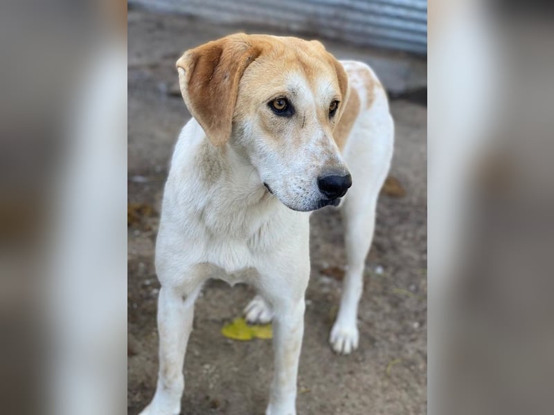 Roxi, geb. ca. 11/2022, lebt in GRIECHENLAND, im städt. Tierheim Serres