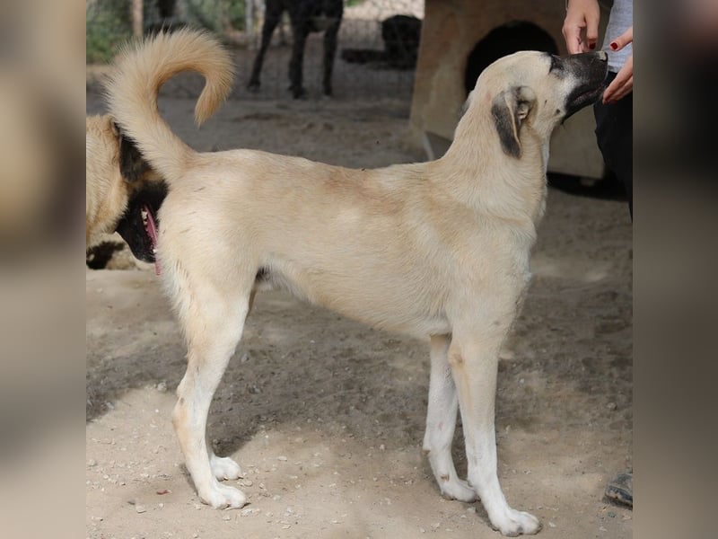 Carlchen, geb. ca. 03/2023, lebt in GRIECHENLAND, im städt. Tierheim Serres