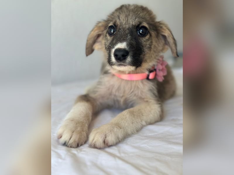 Karolina, geb. ca. 03/2026, lebt in GRIECHENLAND, im städt. Tierheim Serres